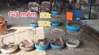 Chia anh em đam mê chim cu gáy giá mềm.