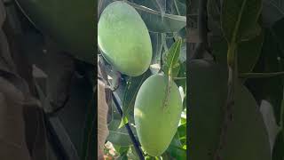 #ytshorts #youtubeshorts #summer #summervibes #mango #fruit #song #village #lifestyle #satisfying