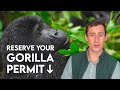 Gorilla Trekking Permits: How to Book and Details You Should Know (Uganda/Rwanda)