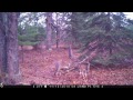 428 my doe browning strike force trail cam