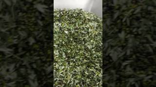 Olive pressing 2016 at frantoio I Bonsi