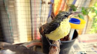 Purple sunbird (orphan) rehabilitation. Case study published (link in description).