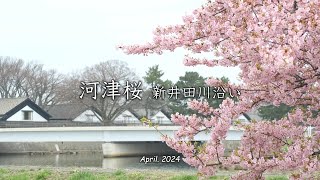 2024「 河津桜 新井田川沿い 」｜河津桜｜山居倉庫｜鳥海山｜酒田市｜山形県