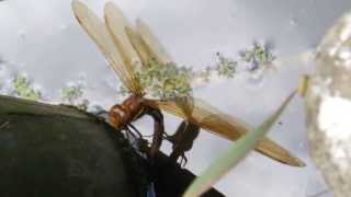 Brown Hawker Dragonfly Female Egg Laying 2 - Aeshna grandis
