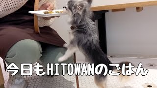 【字幕追加】今日もHITOWANのごはんを戴いてきました