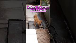 BERBAGI REZEKI KE SESAMA MAKHLUK ALLAH #kucing #rezeki #berbagi #shortsviral