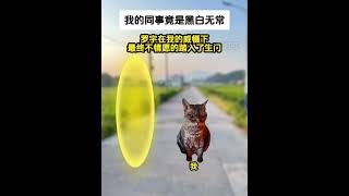 《非凡打工》第72～73集 会员抢先看❤️ #猫meme #猫meme小剧场