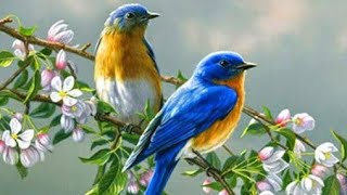 Beautiful Bird ll khubsurat parindy 🐦 aur unki pyari awaz ll pyari chiryan by Zidi Mano tv