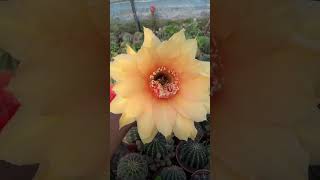 见过上万棵仙人球彩草同时开花吗 10000 CACTUSES GARDEN VLOG  #cactus #succulent #plants