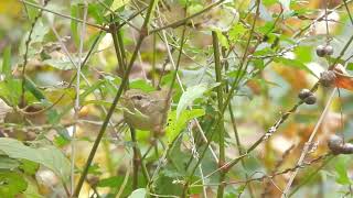 ウグイスの地鳴き