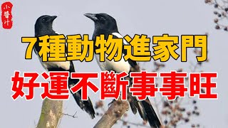 “鳥進宅子，必定有喜！”7種動物進家門，預示橫財大發，一定要去買彩票！#生活小醬汁