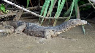 Montage Of Malaysia - Ep 3 - Sungai Kinabatangan