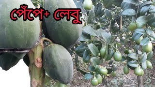 লেবুর সাথী ফসল পেঁপে একসাথে চাষ পদ্ধতি। খরচ কম লাভ বেশী