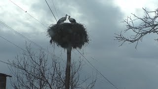 Yerevan, 14.03.18, We, Video-1, Depi Oshakan.