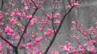 綠繡眼吸山櫻花蜜-洪惠璟攝-20110219