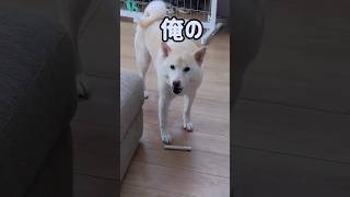 我が家の柴犬は肉巻きボーンや歯磨きガムを与えると凶暴になる #柴犬 #白柴