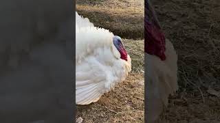 White turkey bird