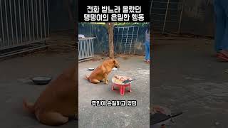 주인이 자리를 비운 사이, 고기를 노린 댕댕이의 놀라운 치밀함