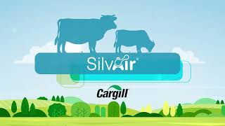 Reducing methane emissions in Beef with SilvAir®