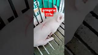 ลูกหมูอายุ 22 วันหย่านมแล้ว #ธนสารฟาร์ม #คนเลี้ยงหมู #เรื่องหมูๆ #ธนสารการเกษตร #เว้าแล้วกะไป