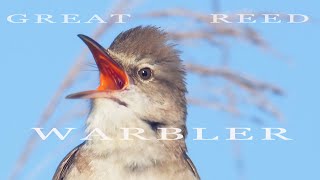 Bird sounds. Great reed warbler singing