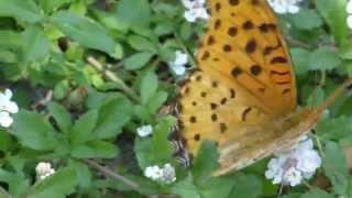 ミドリヒョウモン　Argynnis paphia tsushimana