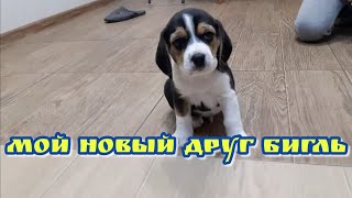 Бигль мой новый друг Купил щенка бигля