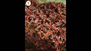 ഞണ്ടിന് പാലം പണിത രാജ്യം 😱 || Christmas Island red crab 🦀|| #shorts