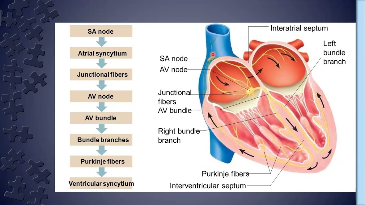 Properties Of Cardiac Muscle,Junctional Tissues Of Heart,Generation Of ...