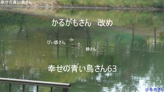 幸せの青い鳥さん63　かるがもさん改めぴぃ感さん静さんどれみふぁそらしどの会