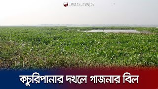 পাবনার শস্যভাণ্ডার গাজনার বিল কচুরিপানার দখলে, বিপাকে কৃষক | Pabna | Hyacinth | Jamuna TV