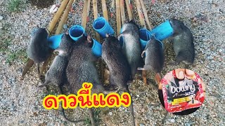 ดักหนูป่าอ้อย โคตรหมาน!! เห็นแล้วต้องร้อง โคตรใหญ่!! | กอล์ฟ ดับเพลิงเข้าทุ่ง