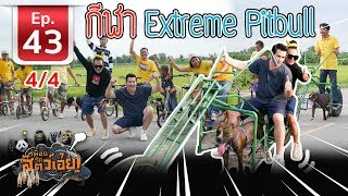 Extreme Pitbulls Impossible Power กีฬาสุนัขพิทบูล - เ​พื่อนรักสัตว์เอ๊ย EP.43 (4/4)