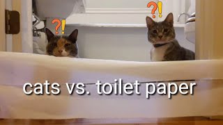 Cats vs Wall of Toilet Paper 😺| Funny Cat Video