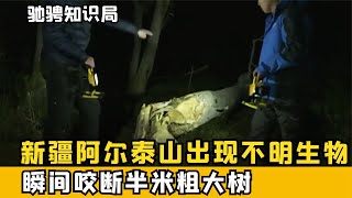 新疆阿爾泰山出現神秘生物，數月咬斷近百棵大樹，村民蹲守拍證據 #古董 #開棺 #古墓 #考古發現 #考古