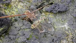 Southern hawker ovipositing at Little Woolden Moss