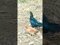 உனக்கு அழிவு தான்... tamilshorts funny_chicken ytshorts myfarm tranding amazing love