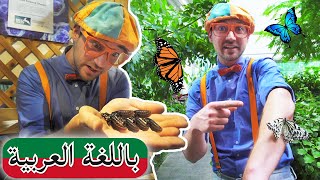 Arabic Blippi | بليبي يزور مركز علوم المحيط الهادئ | افلام اطفال بليبي | برامج اطفال بلي بي