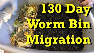 130-day worm bin after 100 days of feeding, plus 30 days of starving \u0026 now horizontal migration