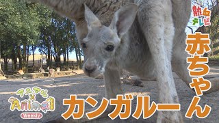 意外に大きい赤ちゃんカンガルー【アニマル×Animal】