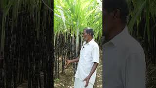 🔸செங்கரும்பு விவசாயம் 🔸Sugarcane Farming 🔸Dr.விவசாயம் 2.0 #shorts