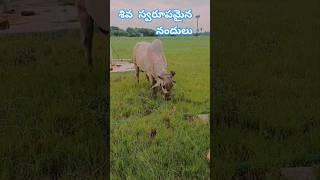 ఉదయాన్నే మా నందీశ్వరలు#shorts#youtubeshorts#shortsfeed#telugushorts#nandeeswarulu#bulls#gouseva