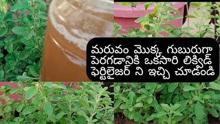 maruvam plant care in telugu/మరువం ప్లాంట్ కేర్/how to grow maruvam plant #gardening #terracegarden