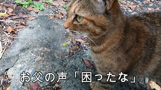 ミケトラの裏山でちょっとした事件があった日