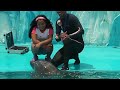 show completo de orca y delfínes mundo marino hd 2016