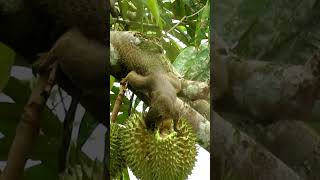 Berburu tupai pemakan buah durian