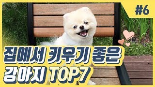 집에서 키우기 좋은 강아지 top7