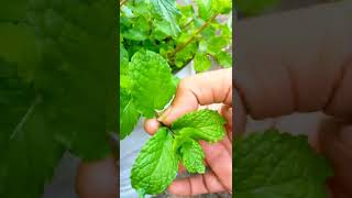 വീട്ടിൽ നട്ടു നനച്ചു വളർത്തിയ പുതിന/ #mint leaves at home #mint #പുതിന #കാണാപൊന്നും മിന്നും