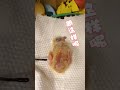 解决大鸽子小鸽子小小鸽子的干饭问题…… 萌宠出道计划 vlog日常