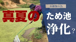 水の確保の為に牧場にあるため池の水草を除去してやろうじゃないか！※無謀。　　福島県双葉郡浪江町にある【希望の希望】　　＃希望の牧場　　＃被ばく牛